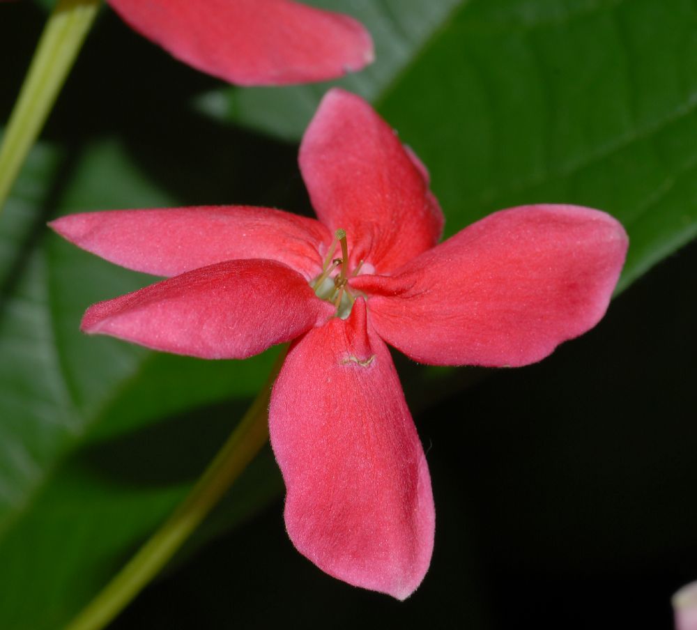 Combretaceae Quisqualis indica