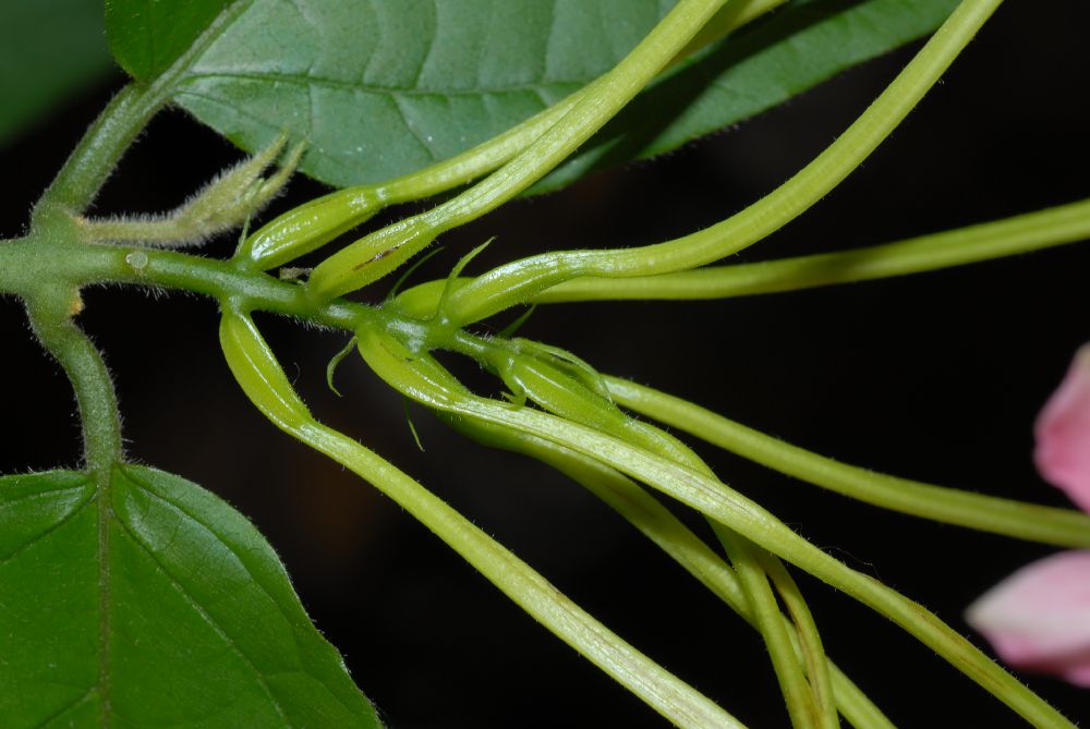 Combretaceae Quisqualis indica