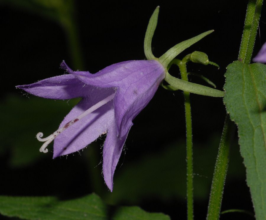 Campanulaceae Campanula americana