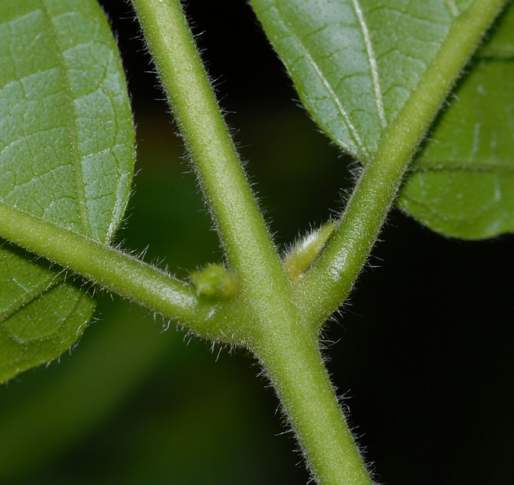 Combretaceae Quisqualis indica