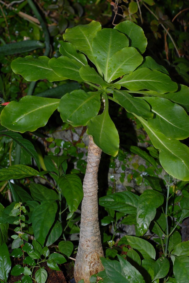 Campanulaceae Brighamia insignis