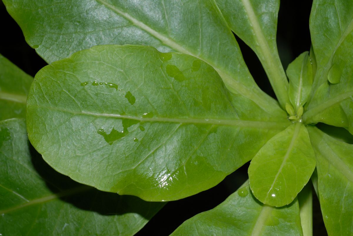 Campanulaceae Brighamia insignis