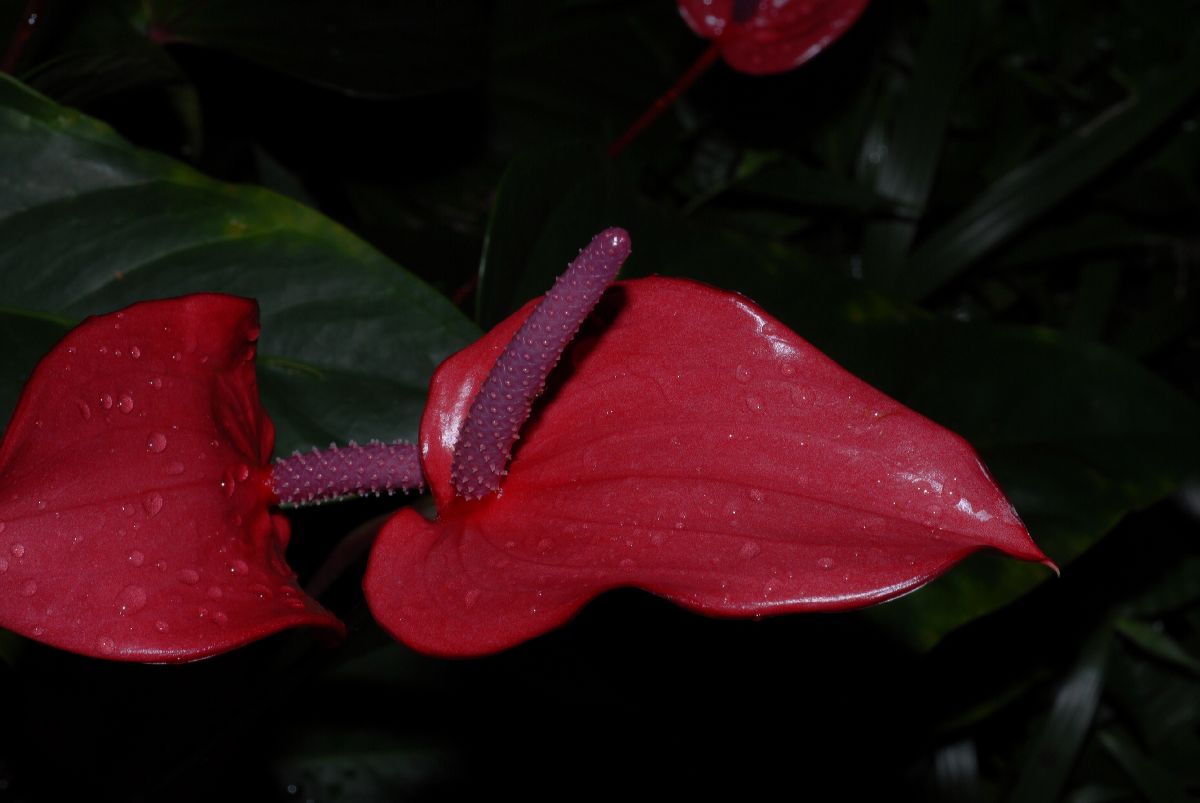 Araceae Anthurium 