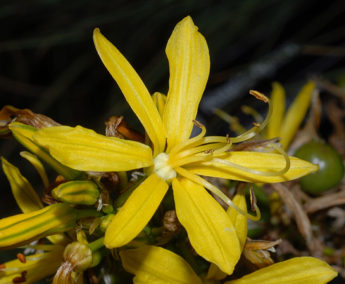 Asphodelaceae Asphodeline lutea