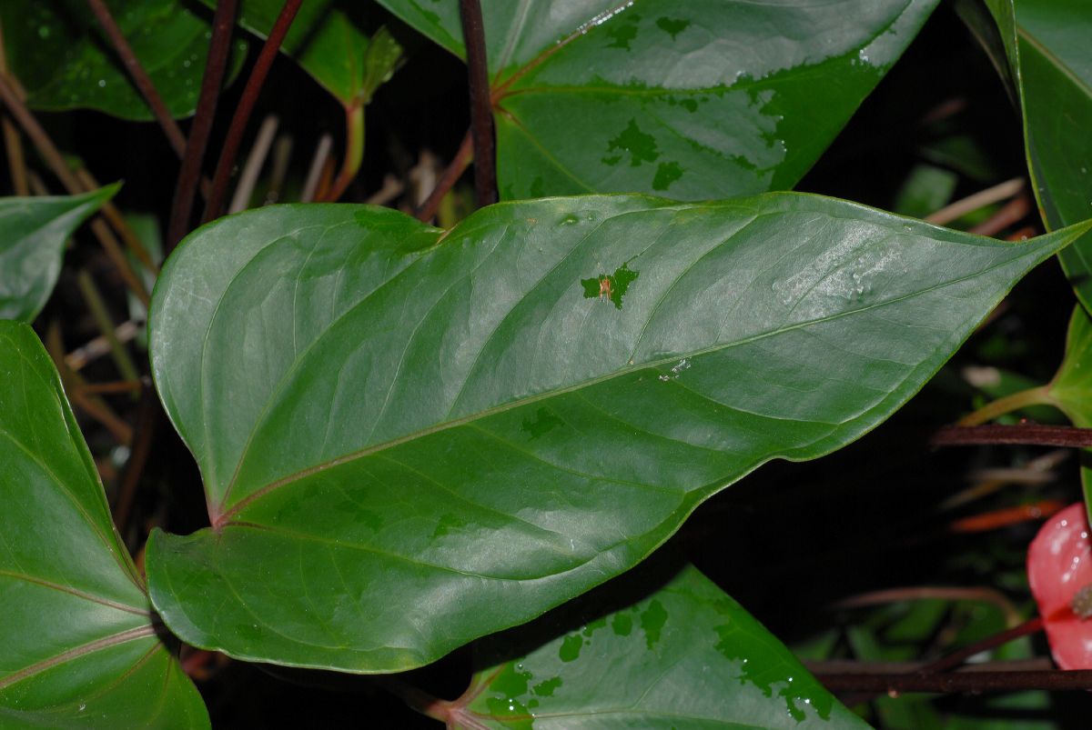 Araceae Anthurium 