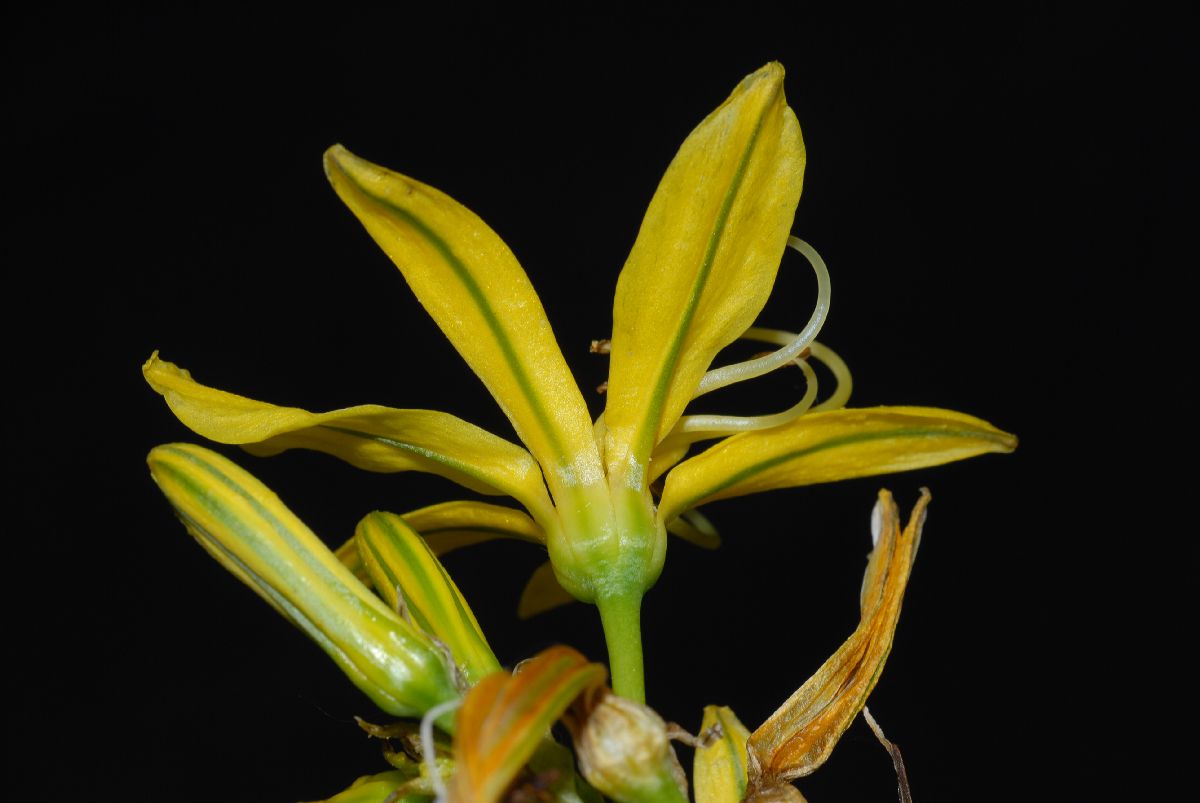 Asphodelaceae Asphodeline lutea