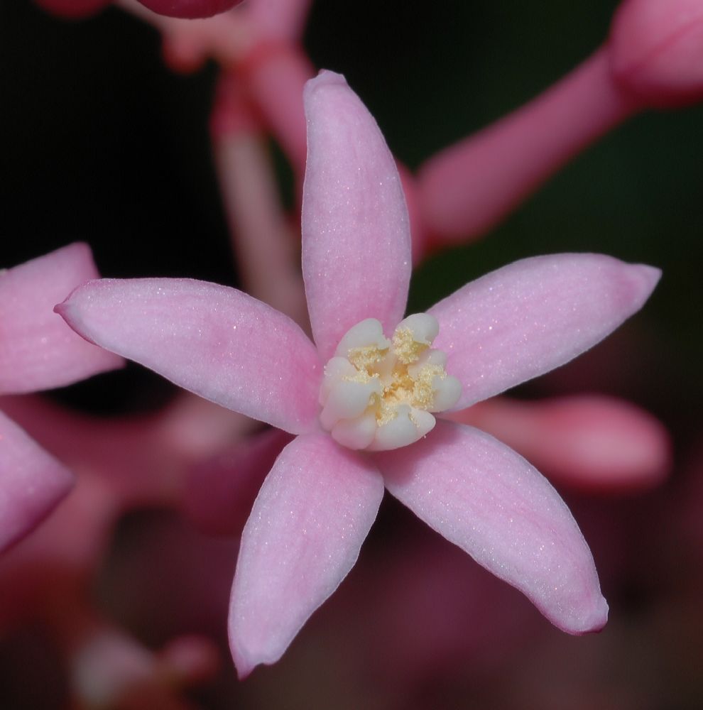 Caricaceae Carica pubescens