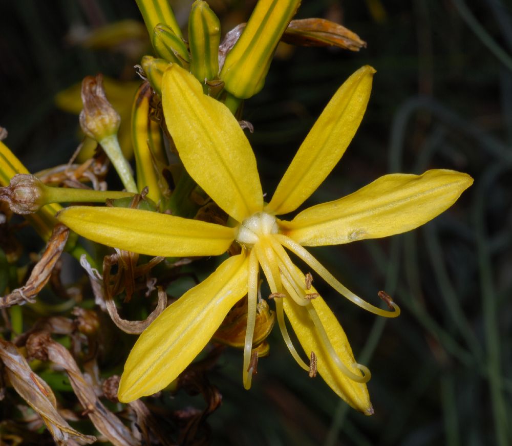 Asphodelaceae Asphodeline lutea