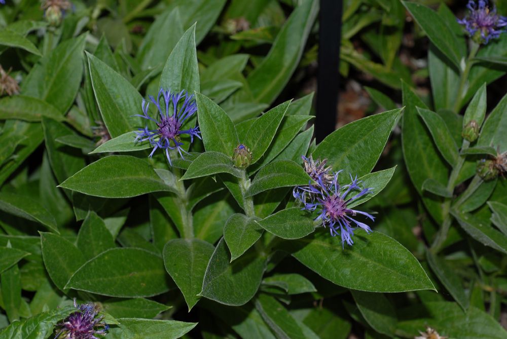 Asteraceae Centaurea montana