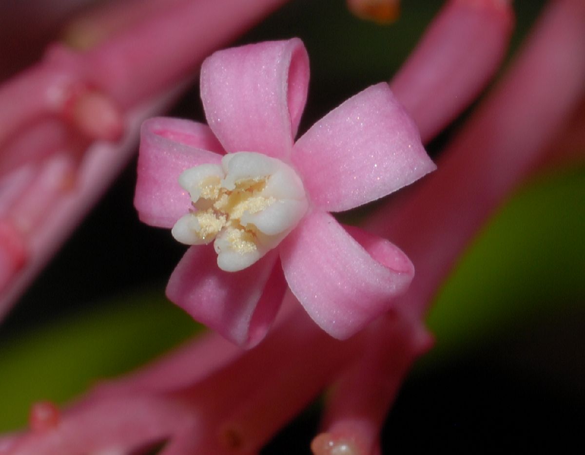 Caricaceae Carica pubescens