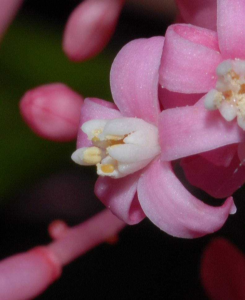 Caricaceae Carica pubescens