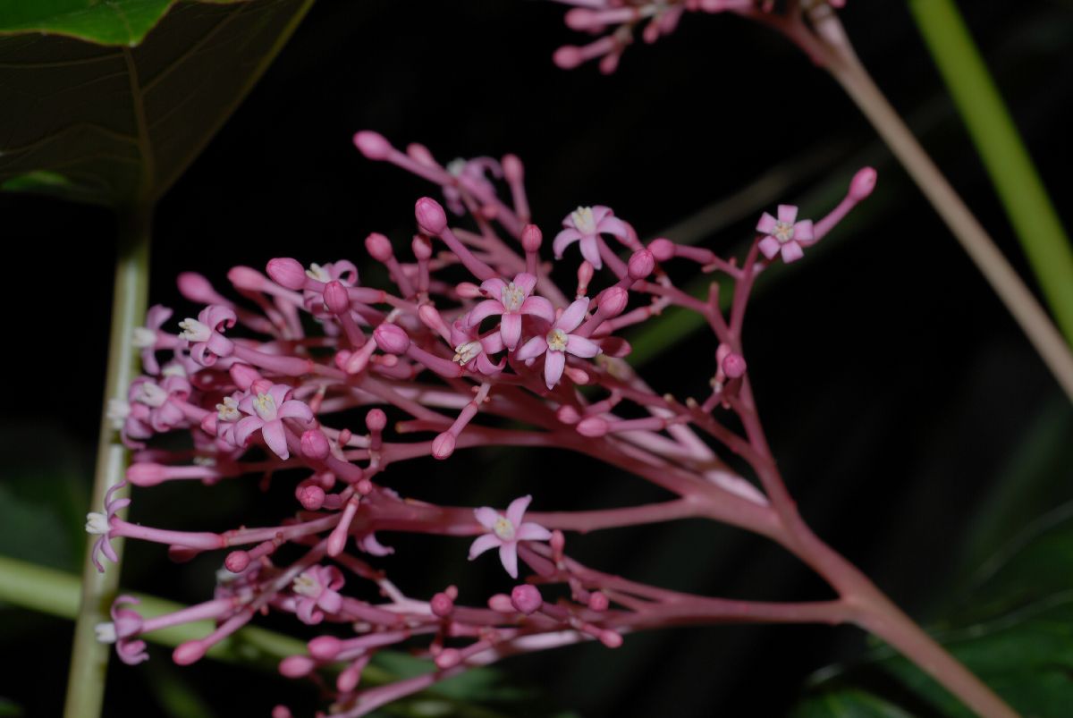 Caricaceae Carica pubescens