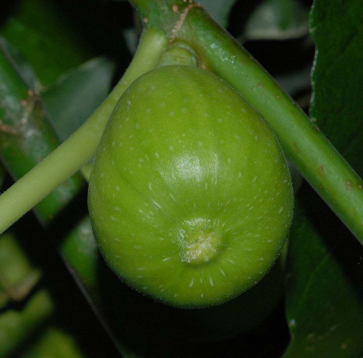 Moraceae Ficus carica