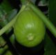 image of Ficus carica