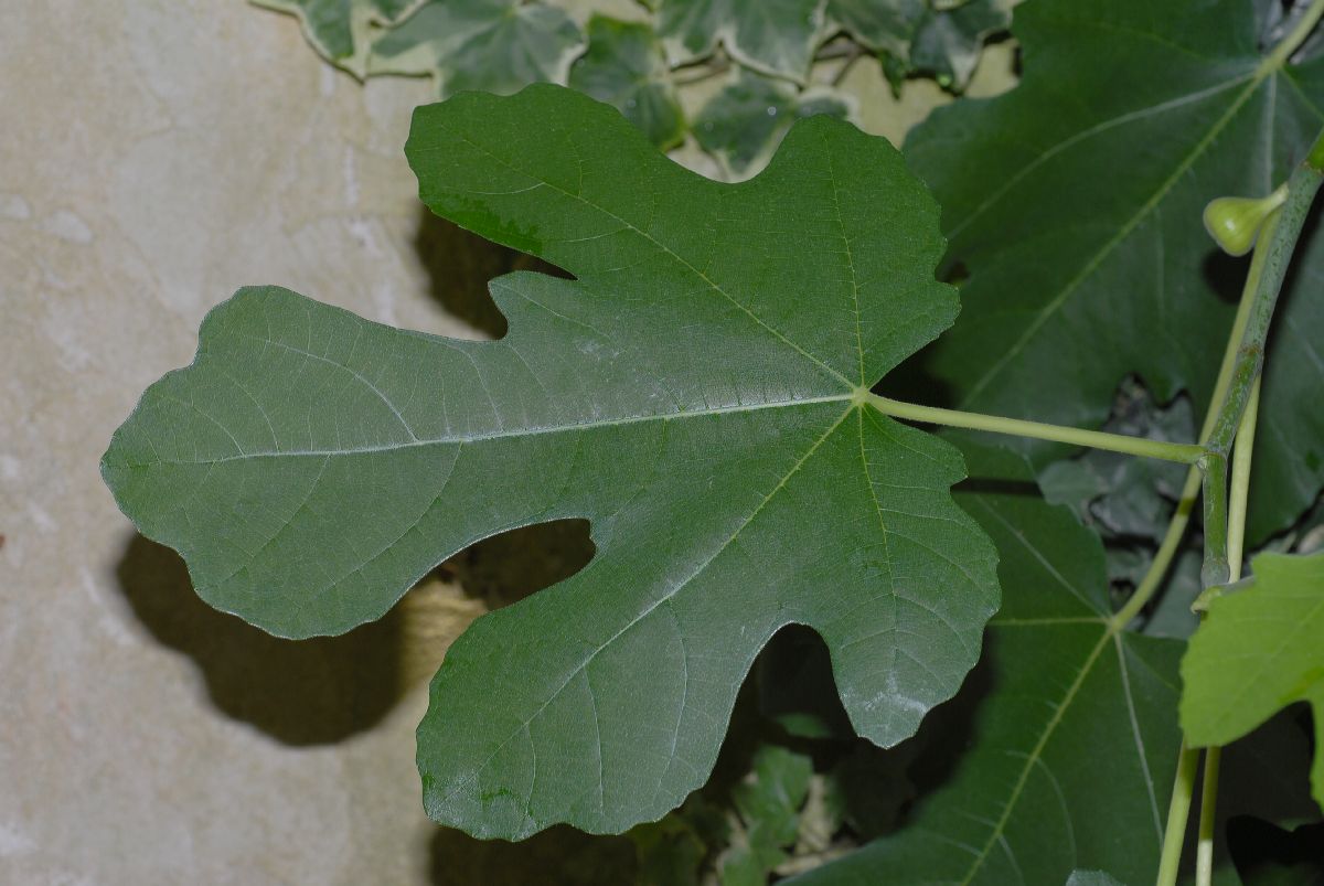 Moraceae Ficus carica