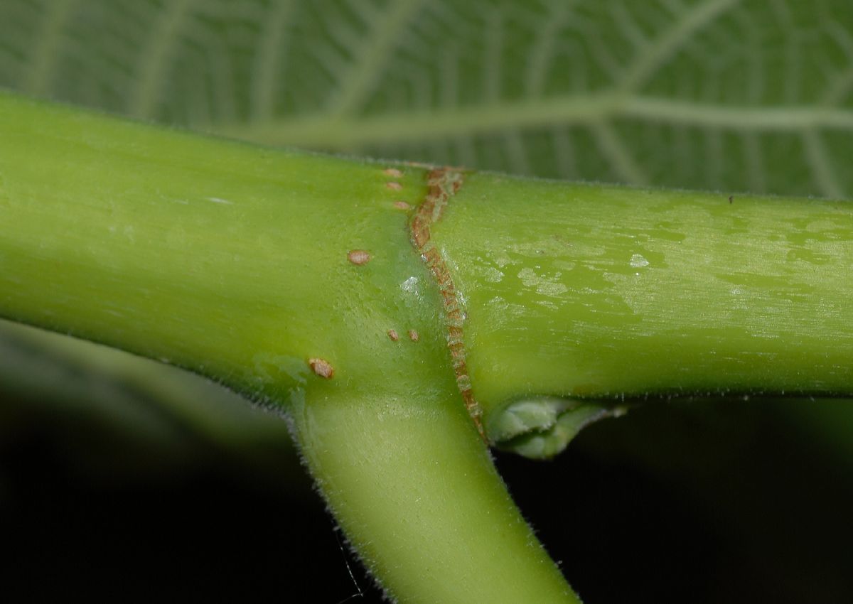 Moraceae Ficus carica