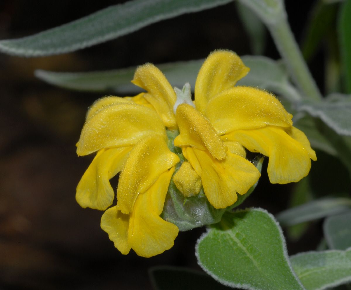 Lamiaceae Phlomis fruticosa