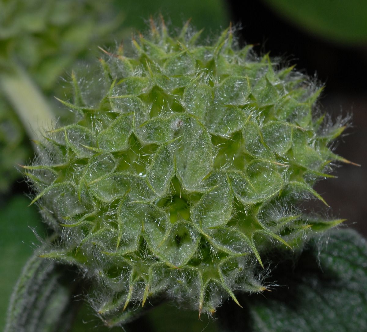 Lamiaceae Phlomis fruticosa