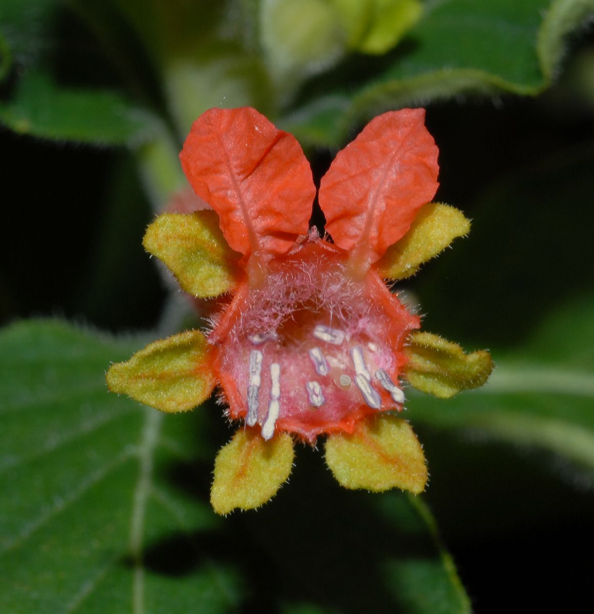 Lythraceae Cuphea salvadorensis