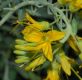 image of Cleome arborea