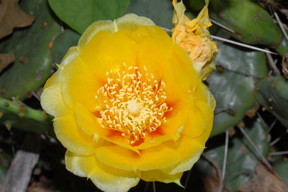 Cactaceae Opuntia macrorhiza