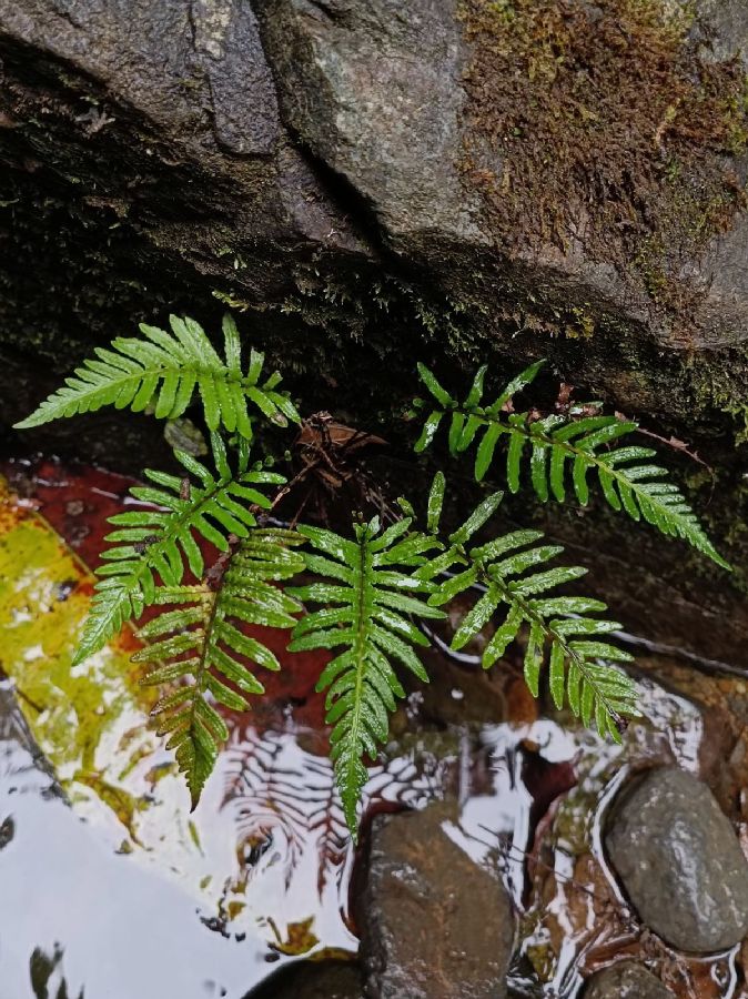 Thelypteridaceae Amauropelta aspidioides