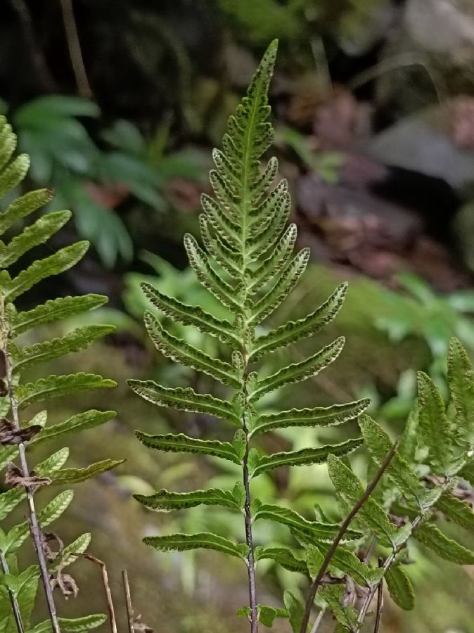 Thelypteridaceae Amauropelta aspidioides