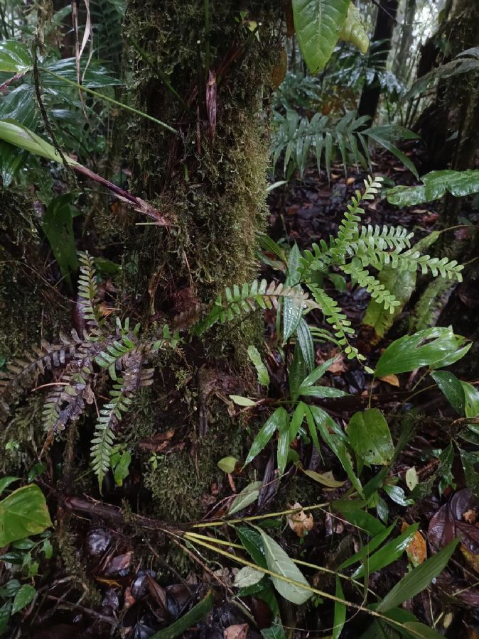 Lindsaeaceae Lindsaea lancea