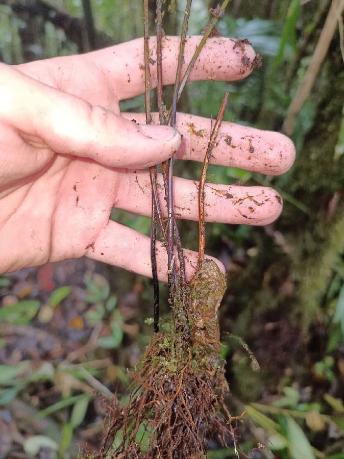 Lindsaeaceae Lindsaea lancea