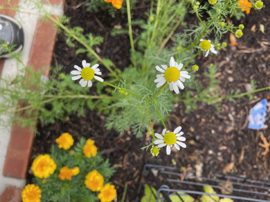 Asteraceae Matricaria chamomilla