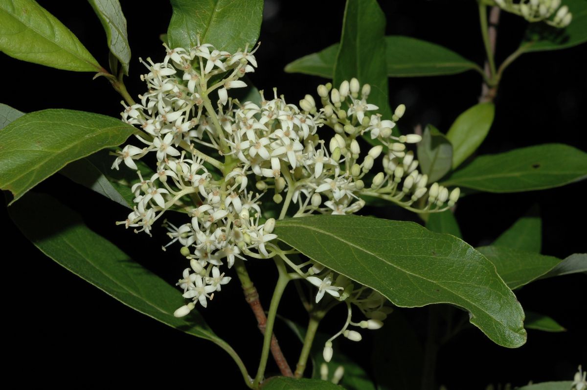 Cornaceae Cornus racemosa