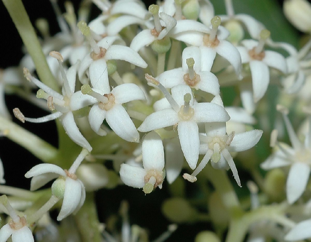 Cornaceae Cornus racemosa