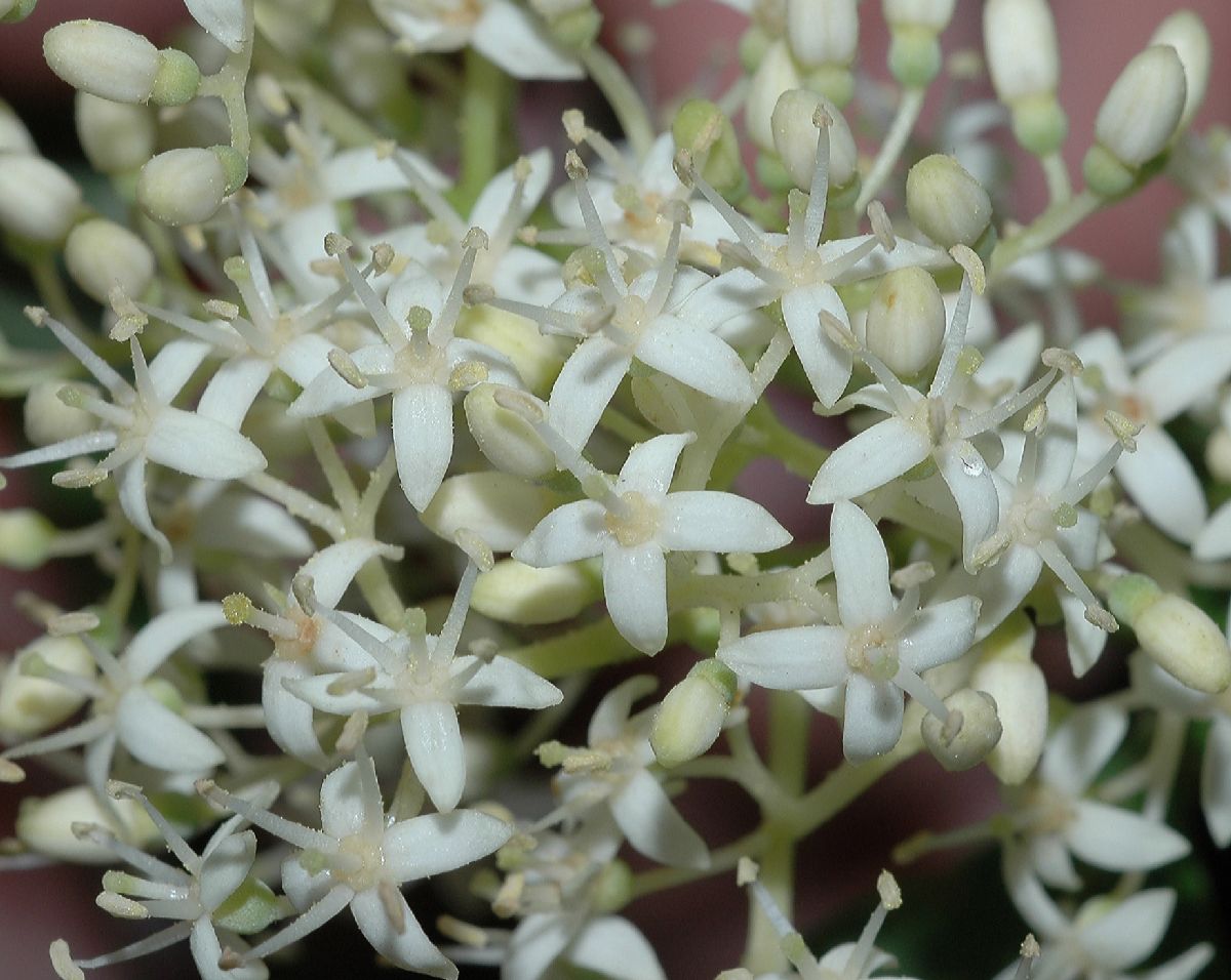 Cornaceae Cornus racemosa