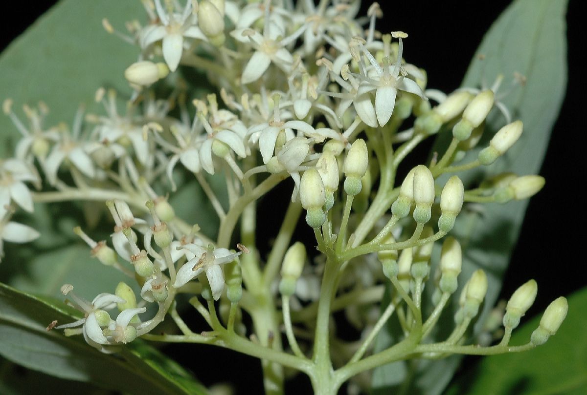 Cornaceae Cornus racemosa