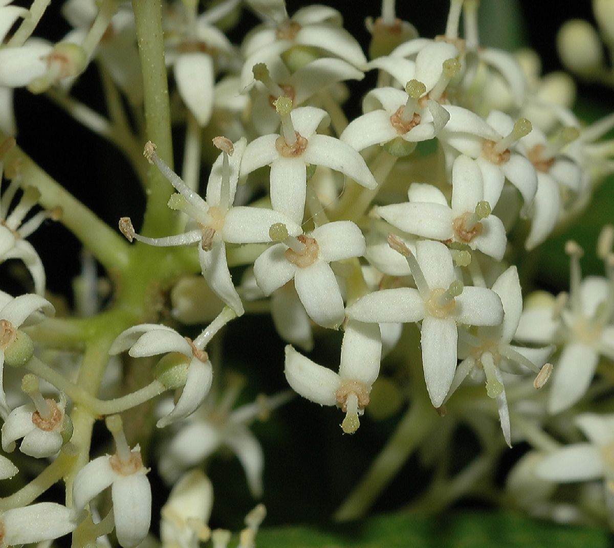 Cornaceae Cornus racemosa