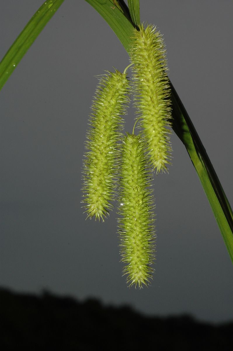 Cyperaceae Carex comosa