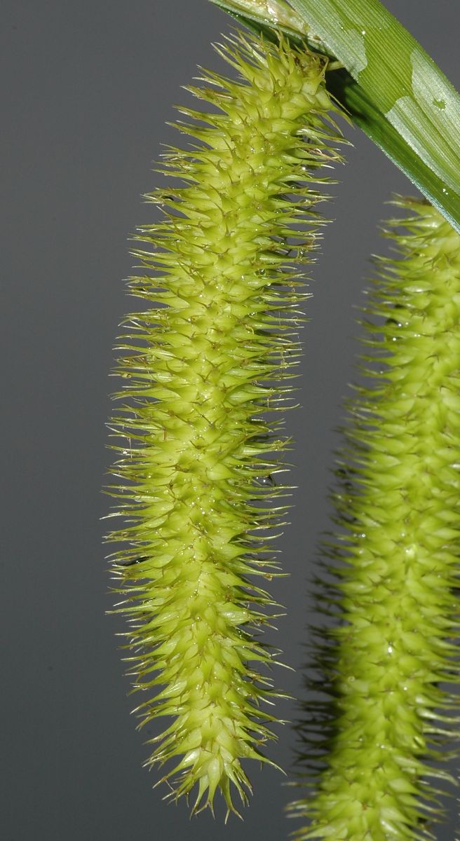 Cyperaceae Carex comosa