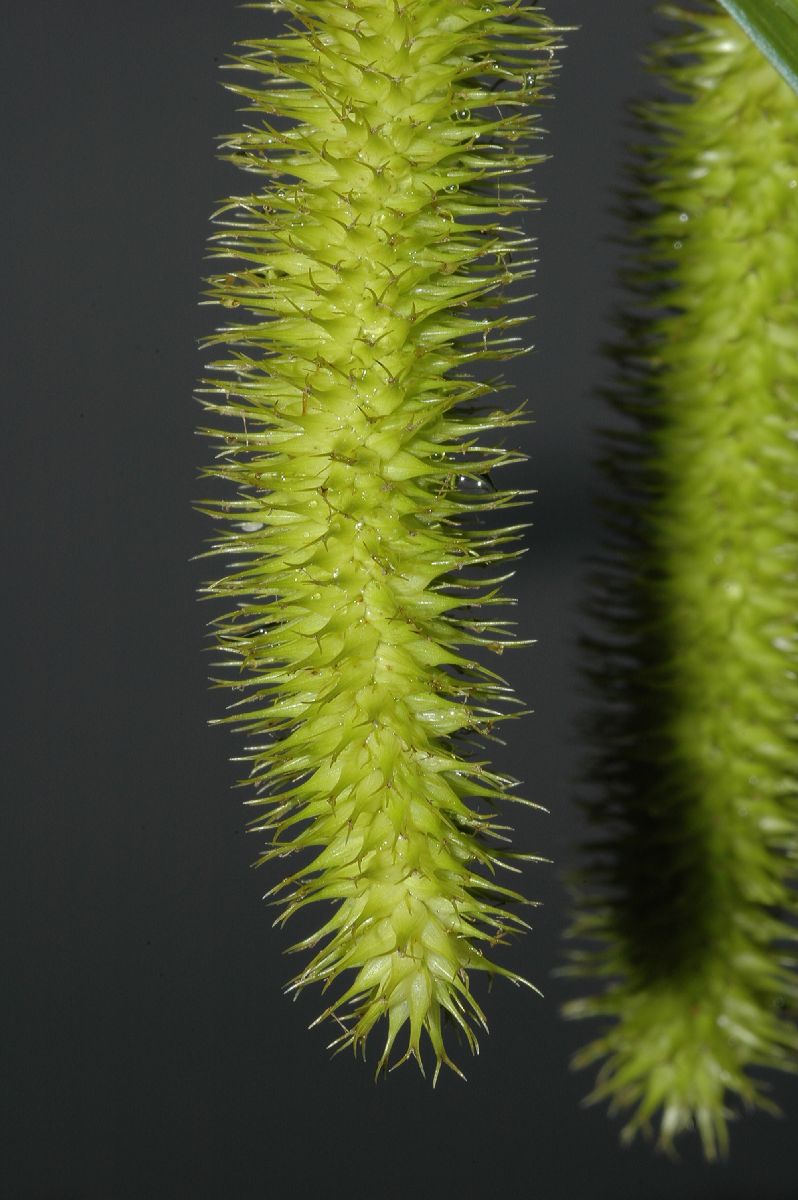 Cyperaceae Carex comosa