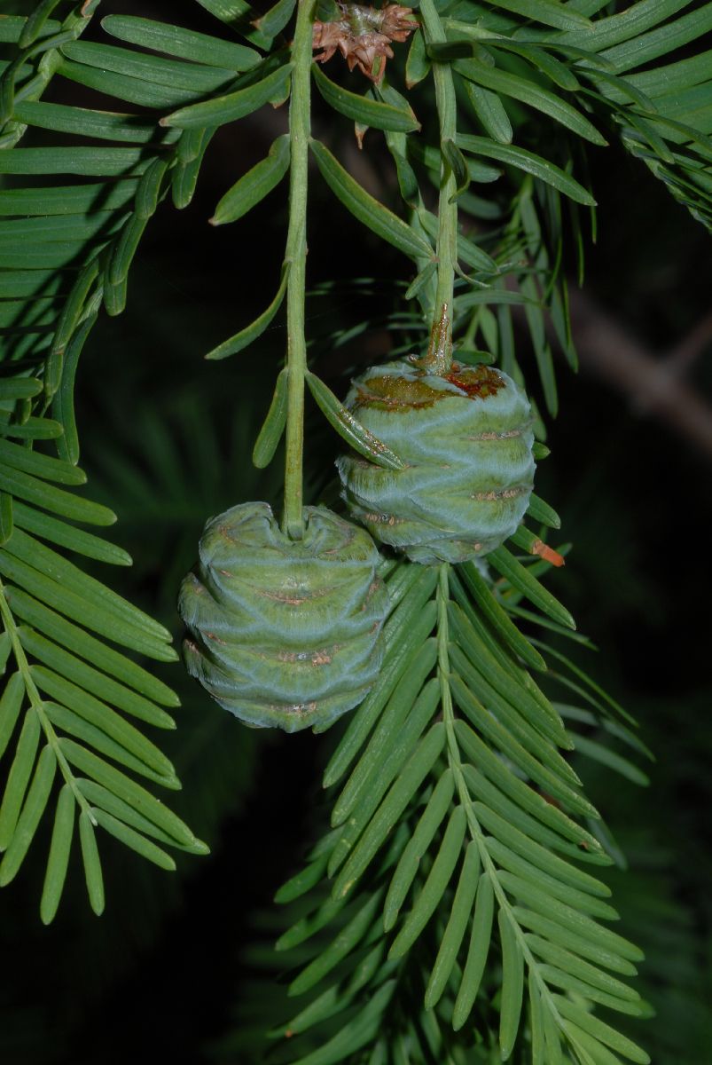 Cupressaceae Metasequoia glyptostroboides