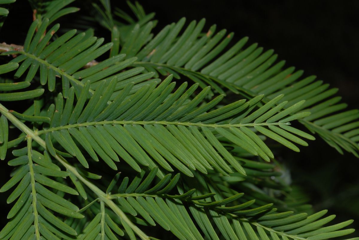 Cupressaceae Metasequoia glyptostroboides