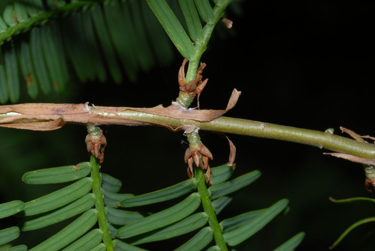 Cupressaceae Metasequoia glyptostroboides