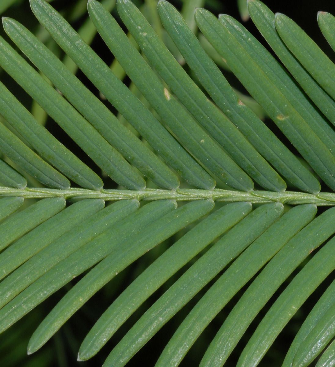 Cupressaceae Metasequoia glyptostroboides