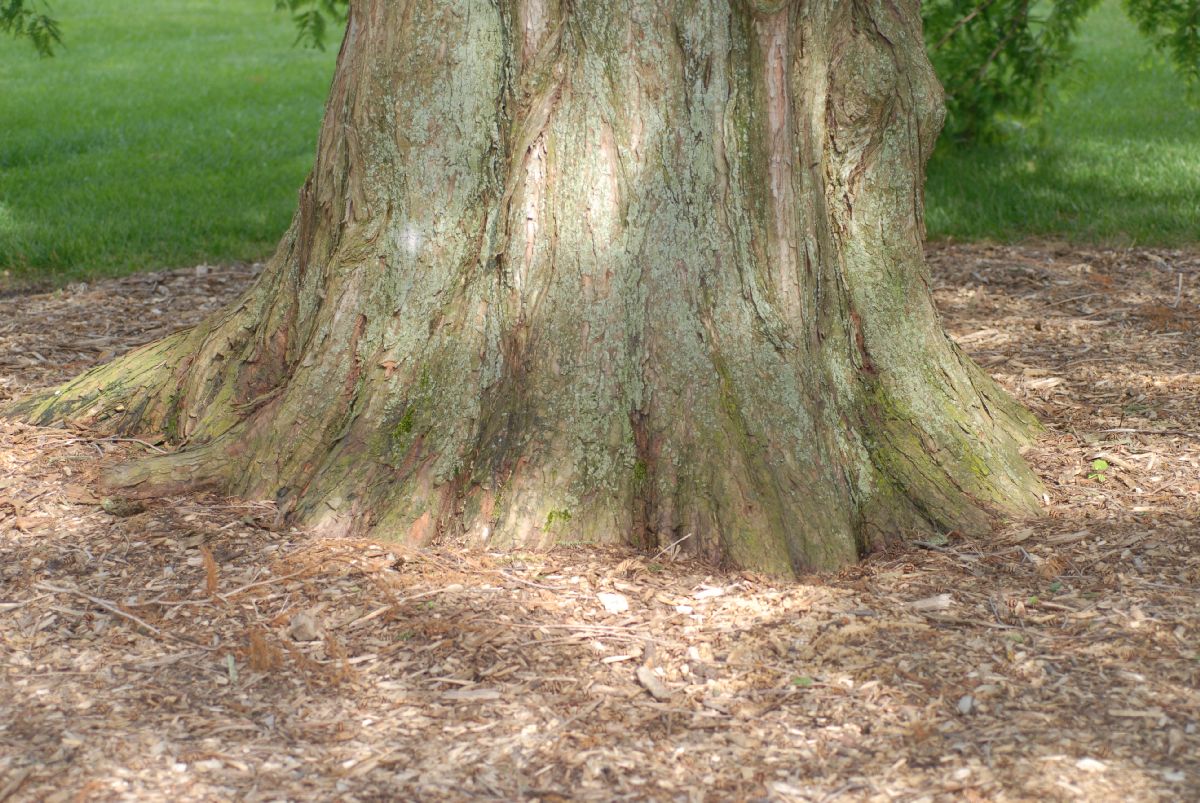 Cupressaceae Metasequoia glyptostroboides