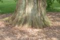 image of Metasequoia glyptostroboides