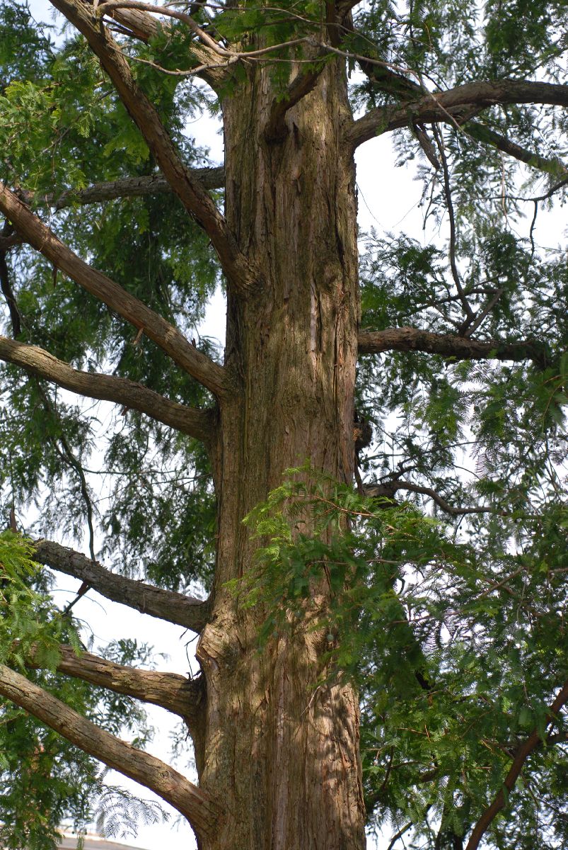 Cupressaceae Metasequoia glyptostroboides