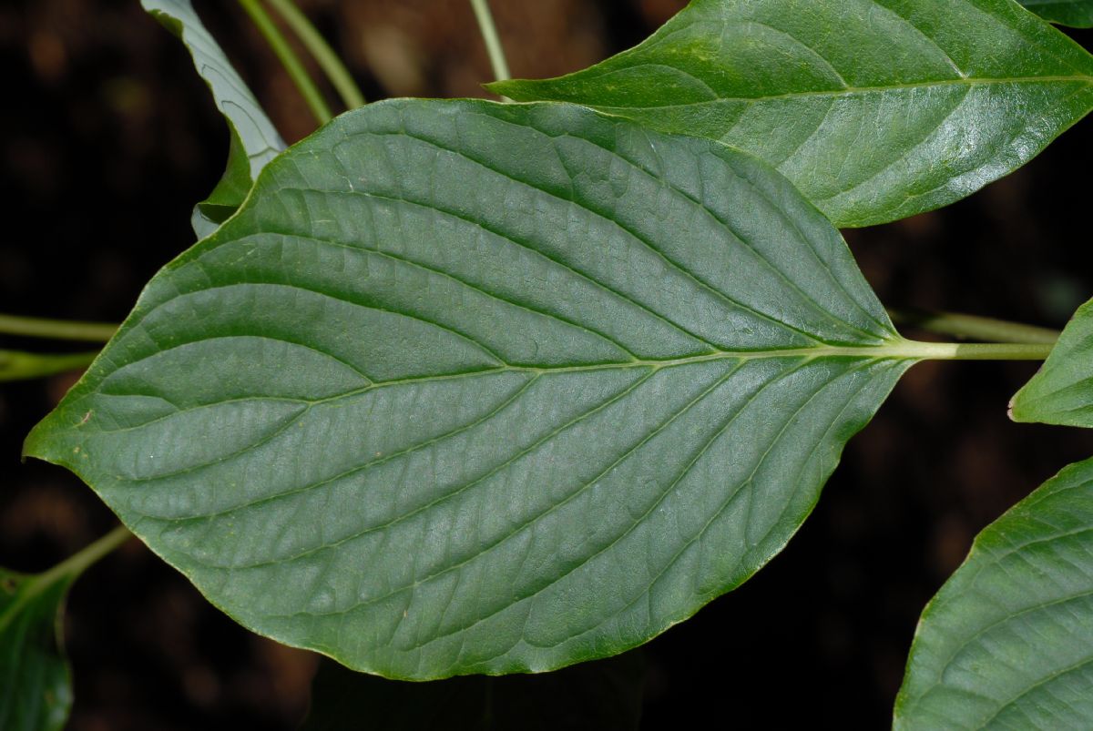 Cornaceae Cornus controversa