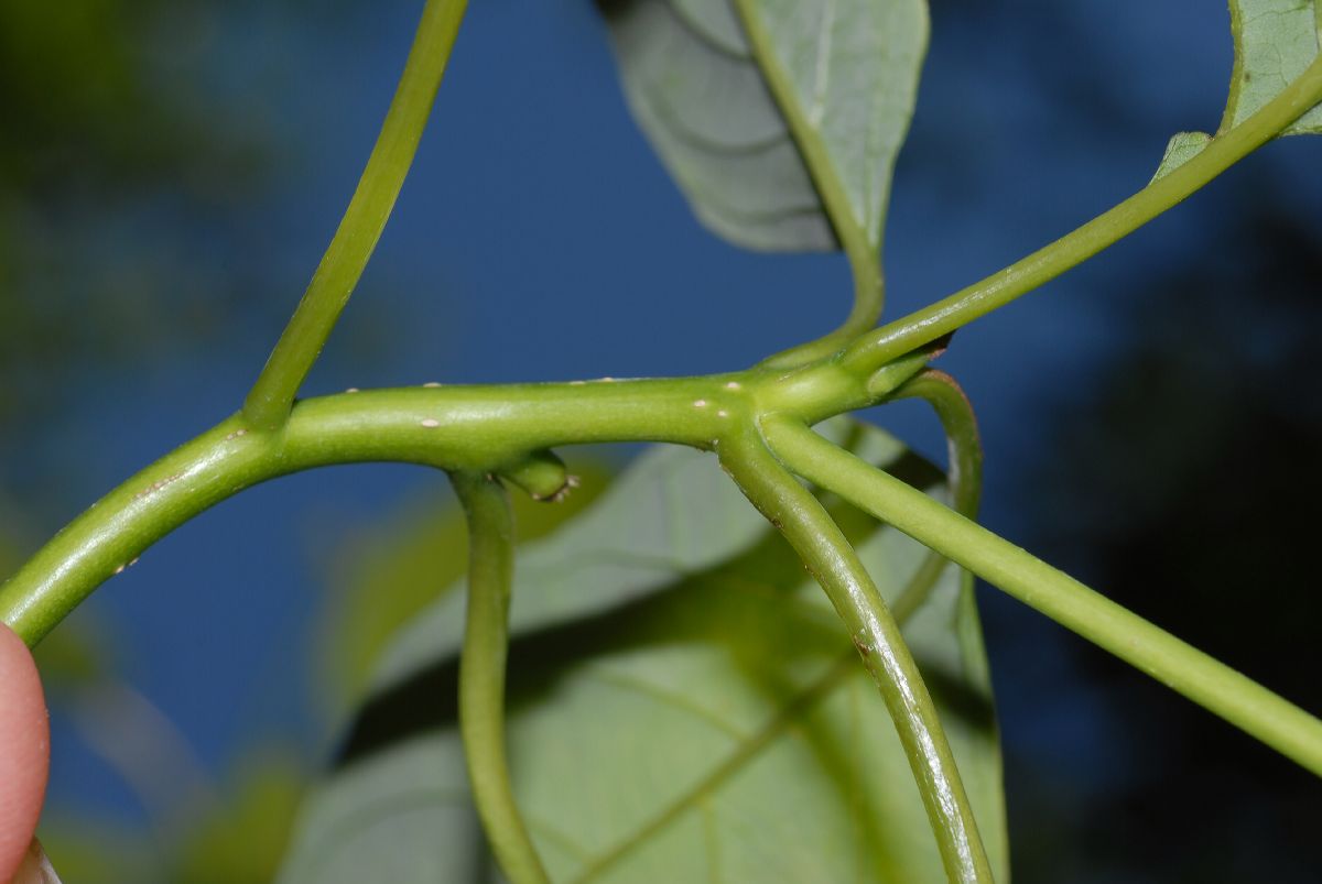 Cornaceae Cornus controversa