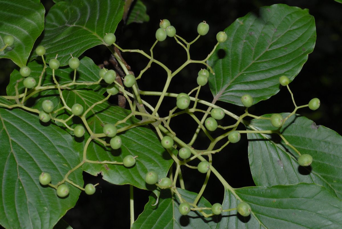 Cornaceae Cornus controversa