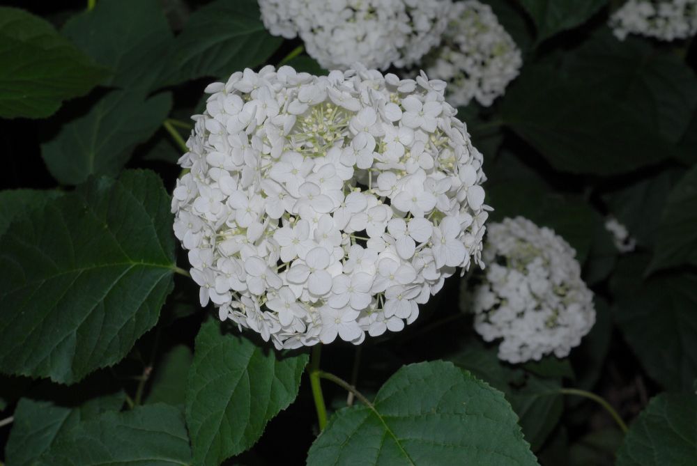 Hydrangeaceae Hydrangea arborescens