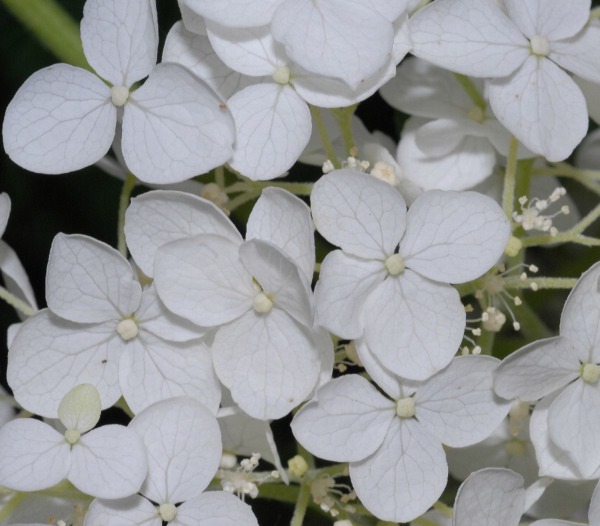 Hydrangeaceae Hydrangea arborescens